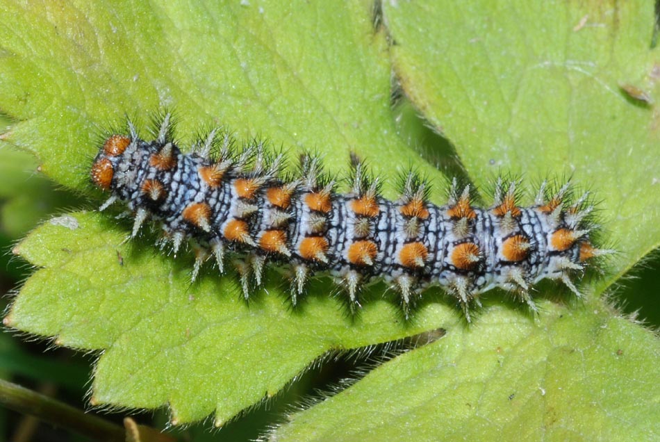 Aiuto determ. bruco - Melitaea didyma